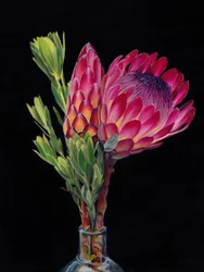 Coloridas flores de protea