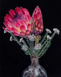 Coloridas flores de protea