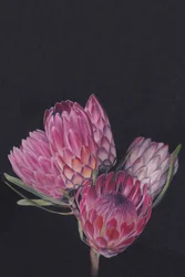 Flores de protea de colores vivos