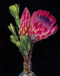 Flores de protea de colores vivos