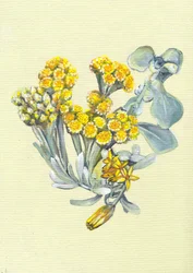 Flores de un amarillo intenso
