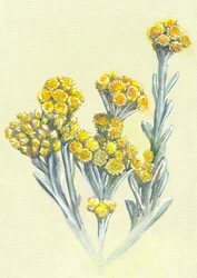 Flores de siempreviva amarillas