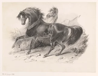 dos caballos salvajes
