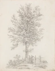 Árbol de hoja ancha