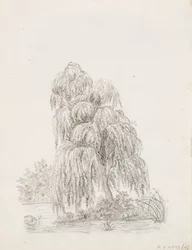 Árbol de hoja ancha