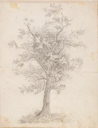 Árbol de hoja ancha