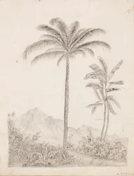 Palmeras