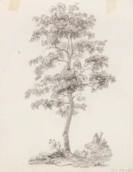 Árbol