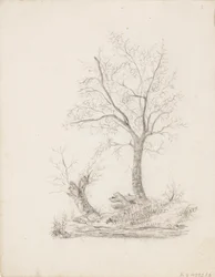 Árboles