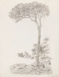 Árboles