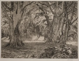 El interior de un bosque