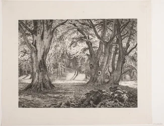 El interior de un bosque