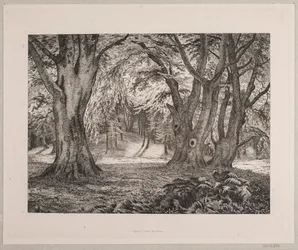 El interior de un bosque