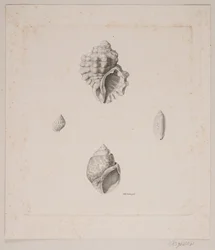 Cuatro conchas