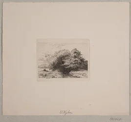 Borde de un bosque