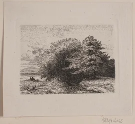 Borde de un bosque