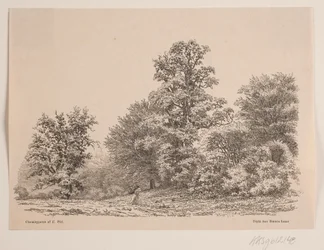 Udkant af en skov