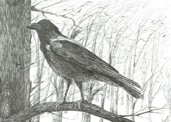 Pájaro, 2011