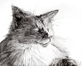 Monty chico acogedor, 2015
