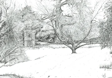 El árbol del pañuelo en los jardines de Monk Coniston, 2024 (tinta sobre papel)
