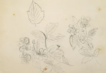 Recto: Estudio de flores, 1869-1871