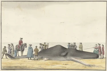 Cachalote varado (cachelot) en la playa entre Zandvoort y Wijk aan Zee, 20 de febrero de 1762, visto desde el frente