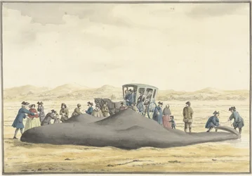 Cachalote varado en la playa entre Zandvoort y Wijk aan Zee, 20 de febrero de 1762, visto desde atrás