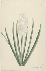 Jacinto blanco