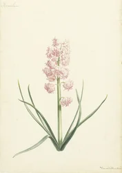 Jacinto Coralien