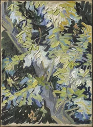 Acacia en flor