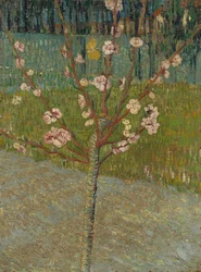 Almendro en flor