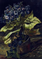 Cineraria en maceta
