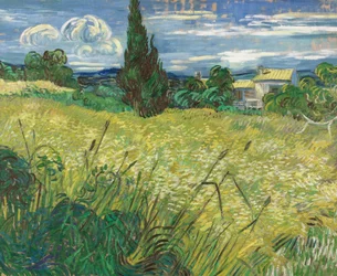 Campo de trigo verde con ciprés