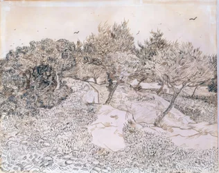 Olivos en Montmajour