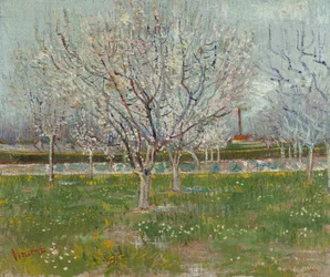 Huerto en flor (ciruelos)