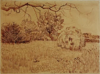 Parque con arbusto
