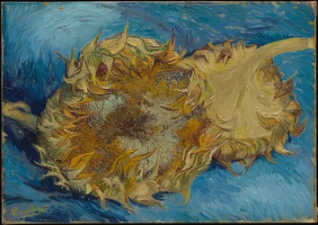 Girasoles