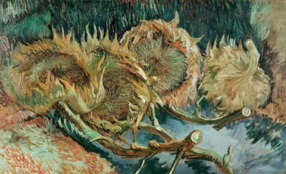 Cuatro girasoles marchitos