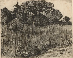 Árbol llorón