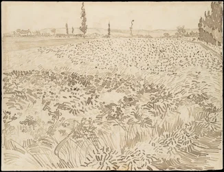 Campo de trigo