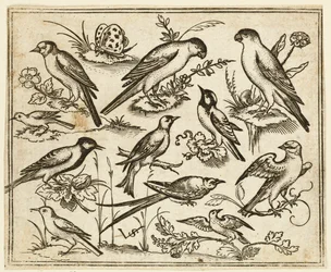 Once pájaros sentados en parches de follaje floreciente y pequeñas ramas, 1557