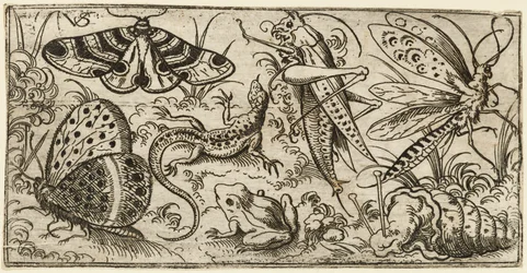 Grupo de insectos y animales en un suelo llano con hierba..., 1530 - 1562
