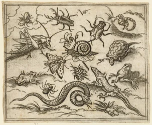 Grupo de insectos y reptiles en suelo llano con rocas, incluyendo una iguana, un lagarto, 1557