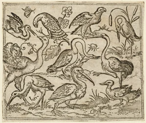 Avestruz en el lado izquierdo con otras nueve aves, incluyendo una garza y un pelícano..., 1557