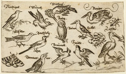 Doce tipos de aves, incluyendo un búho y un pelícano, etiquetados individualmente y posicionados...