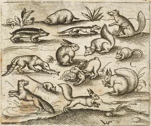 Grupo de pequeñas criaturas del bosque comiendo y corriendo alrededor de un estanque, incluyendo un ratón, un conejo, una ardilla, un mapache, una marmota, un hurón, una marta y un tejón, del Álbum I de Impresiones Ornamentales Douce