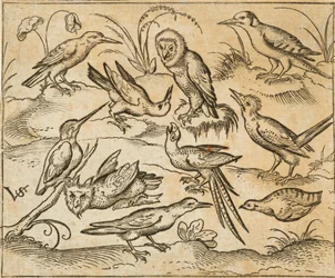 Diez pájaros sentados en ramas y parches de hierba, incluyendo dos búhos y un pájaro con largas plumas en la cola piando con la cabeza hacia atrás en el centro, de Douce Ornament Prints Album I