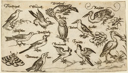Doce tipos de pájaros, entre ellos un búho y un pelícano, etiquetados individualmente y colocados en un suelo mínimo rodeado de una polilla, una mariposa y una mariquita, del Álbum I de Impresiones Ornamentales Douce