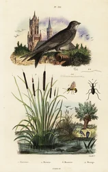 Vencejo alpino, enea, escarabajo y avispa.,1834-1839 (grabado)