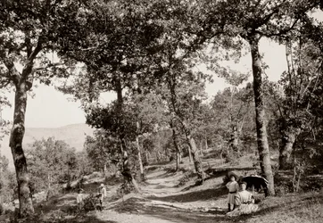 Paseo por el bosque